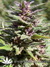 Northern Light Blue fem - феминизированные семена конопли от Delicious Seeds