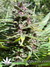 Northern Light Blue fem - феминизированные семена конопли от Delicious Seeds