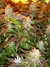 Paradise Seeds / Opium Fem - семена конопли от Paradise Seeds