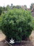 Paradise Seeds / Opium Fem - семена конопли от Paradise Seeds