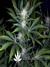 Paradise Seeds / Opium Fem - семена конопли от Paradise Seeds