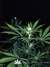 Paradise Seeds / Opium Fem - семена конопли от Paradise Seeds