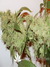 Paradise Seeds / Opium Fem - семена конопли от Paradise Seeds