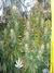Paradise Seeds / Opium Fem - семена конопли от Paradise Seeds