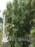 Paradise Seeds / Opium Fem - семена конопли от Paradise Seeds