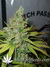 Orange Hill Special fem - феминизированные семена конопли от Dutch Passion