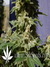 Original Berry fem - феминизированные семена конопли от Kannabia Seeds