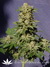 Original Berry fem - феминизированные семена конопли от Kannabia Seeds