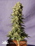 Original Berry fem - феминизированные семена конопли от Kannabia Seeds