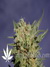 Original Berry fem - феминизированные семена конопли от Kannabia Seeds