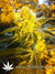 Original Cheese fem - семена конопли от Paradise Seeds