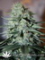 Original White Widow fem - семена конопли от Paradise Seeds