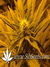 Original White Widow fem - семена конопли от Paradise Seeds