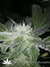 Original White Widow fem - семена конопли от Paradise Seeds