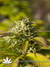 Original White Widow fem - семена конопли от Paradise Seeds