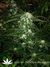 Original White Widow fem - семена конопли от Paradise Seeds