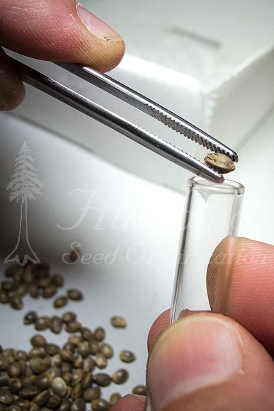 Оригинальная упаковка от Humboldt Seed Organization