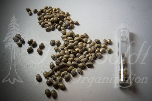 Оригинальная упаковка от Humboldt Seed Organization