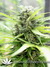 Pandora auto fem - семена конопли от Paradise Seeds