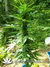 Pandora auto fem - семена конопли от Paradise Seeds