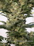 Mandala Seeds / Point Of No Return - семена конопли от Mandala Seeds