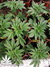 Mandala Seeds / Point Of No Return - семена конопли от Mandala Seeds