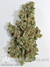 Mandala Seeds / Point Of No Return - семена конопли от Mandala Seeds