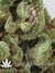 Mandala Seeds / Point Of No Return - семена конопли от Mandala Seeds