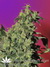 Mandala Seeds / Point Of No Return - семена конопли от Mandala Seeds