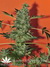 Mandala Seeds / Point Of No Return - семена конопли от Mandala Seeds