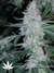 The Flying Dutchmen / Pot Of Gold - семена конопли от Flying Dutchmen