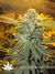 The Flying Dutchmen / Pot Of Gold - семена конопли от Flying Dutchmen