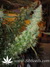 The Flying Dutchmen / Pot Of Gold - семена конопли от Flying Dutchmen