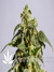 Power Skunk fem - феминизированные семена конопли от Kannabia Seeds