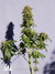 Power Skunk fem - феминизированные семена конопли от Kannabia Seeds
