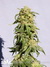 Power Skunk fem - феминизированные семена конопли от Kannabia Seeds