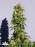 Power Skunk fem - феминизированные семена конопли от Kannabia Seeds