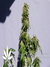 Power Skunk fem - феминизированные семена конопли от Kannabia Seeds