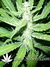 Pure Power Plant fem - феминизированные семена конопли от Nirvana Seeds