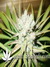 Pure Power Plant fem - феминизированные семена конопли от Nirvana Seeds
