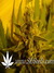Pure Power Plant fem - феминизированные семена конопли от Nirvana Seeds