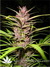 Purple#1 fem - семена конопли от Dutch Passion