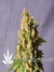 Queso fem - феминизированные семена конопли от Kannabia Seeds