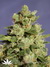Queso fem - феминизированные семена конопли от Kannabia Seeds