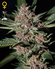 Bubba Kush fem
