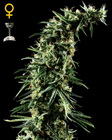 Hawaiian Snow fem