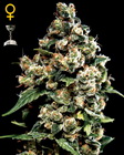Jack Herer fem