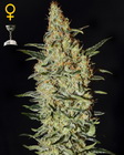 Neville's Haze fem