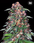 Orange Bud fem