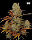 Somango fem